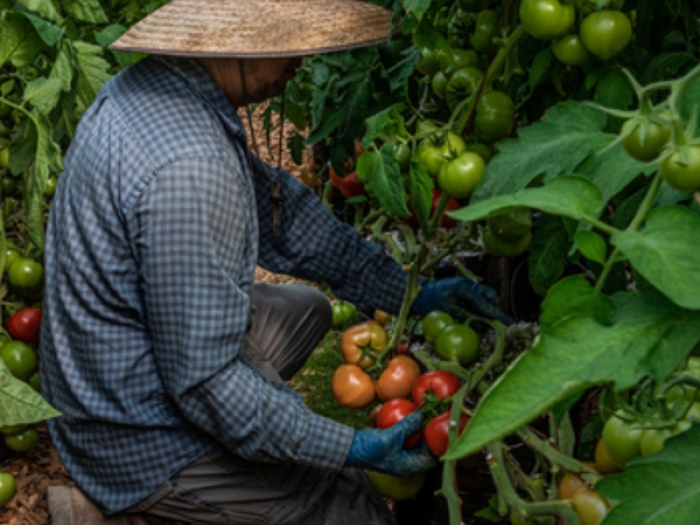 photograph of a gardener tending to tomatoes