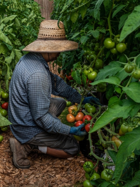 photograph of a gardener tending to tomatoes
